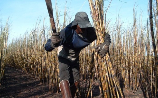 Mais de 200 alagoanos foram vítimas do trabalho escravo em 2018, aponta pesquisa