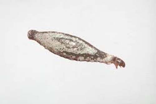 Traças: o que são e como afastá-las naturalmente