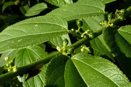 Além da maconha: estudo mostra que arbusto brasileiro tem canabidiol