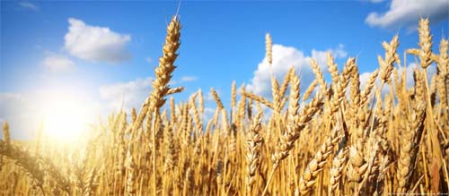 Como trigo pode virar nova commodity de exportação do Brasil