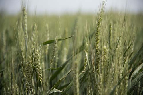 “No nosso pão não”: organizações argentinas fazem campanha contra trigo transgênico
