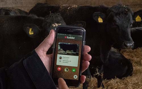 ‘Tinder para vacas’ permite a produtor buscar o gado que deseja
