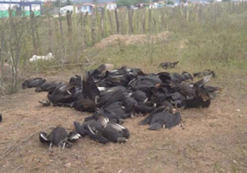 Morte de cachorros e urubus deixa população de Canapi revoltada 