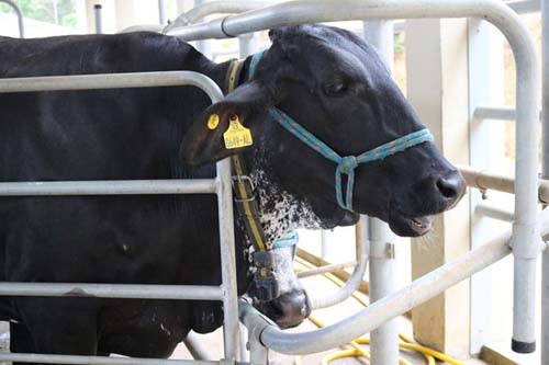 Embrapa conclui que vacas mais bravas produzem maior quantidade de metano  