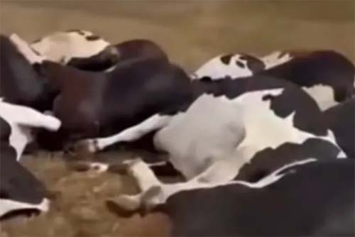 Fatalidade na Fazenda: Mais de 20 Gado Eletrocutado após Queda de Cabo de Energia no Sertão