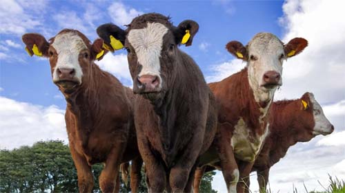 Por que a Irlanda quer abater 200 mil vacas saudáveis nos próximos três anos
