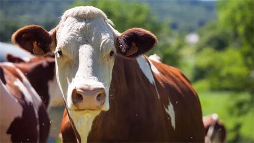 Homem tenta estuprar vaca, leva coice e morre no Distrito Federal 