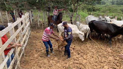 Prazo para declaração da vacinação contra aftosa é prorrogado