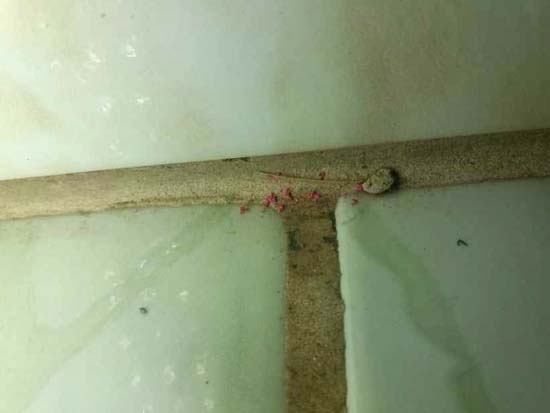 Menina de 12 anos tenta matar os pais e a irmã com veneno para ratos