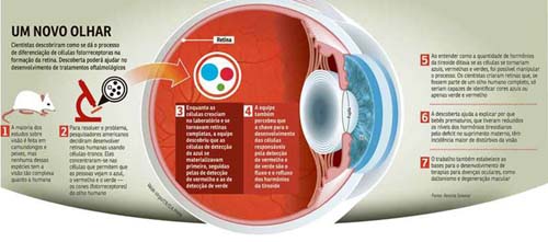 Percepção de cores pelo olho está relacionada a hormônios da tireoide