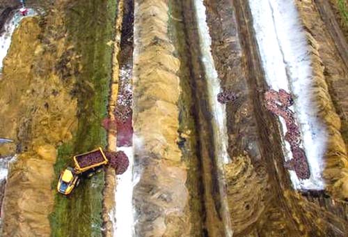 Cadáveres de visons sacrificados na Dinamarca por mutação do coronavírus ressurgem na superficíe